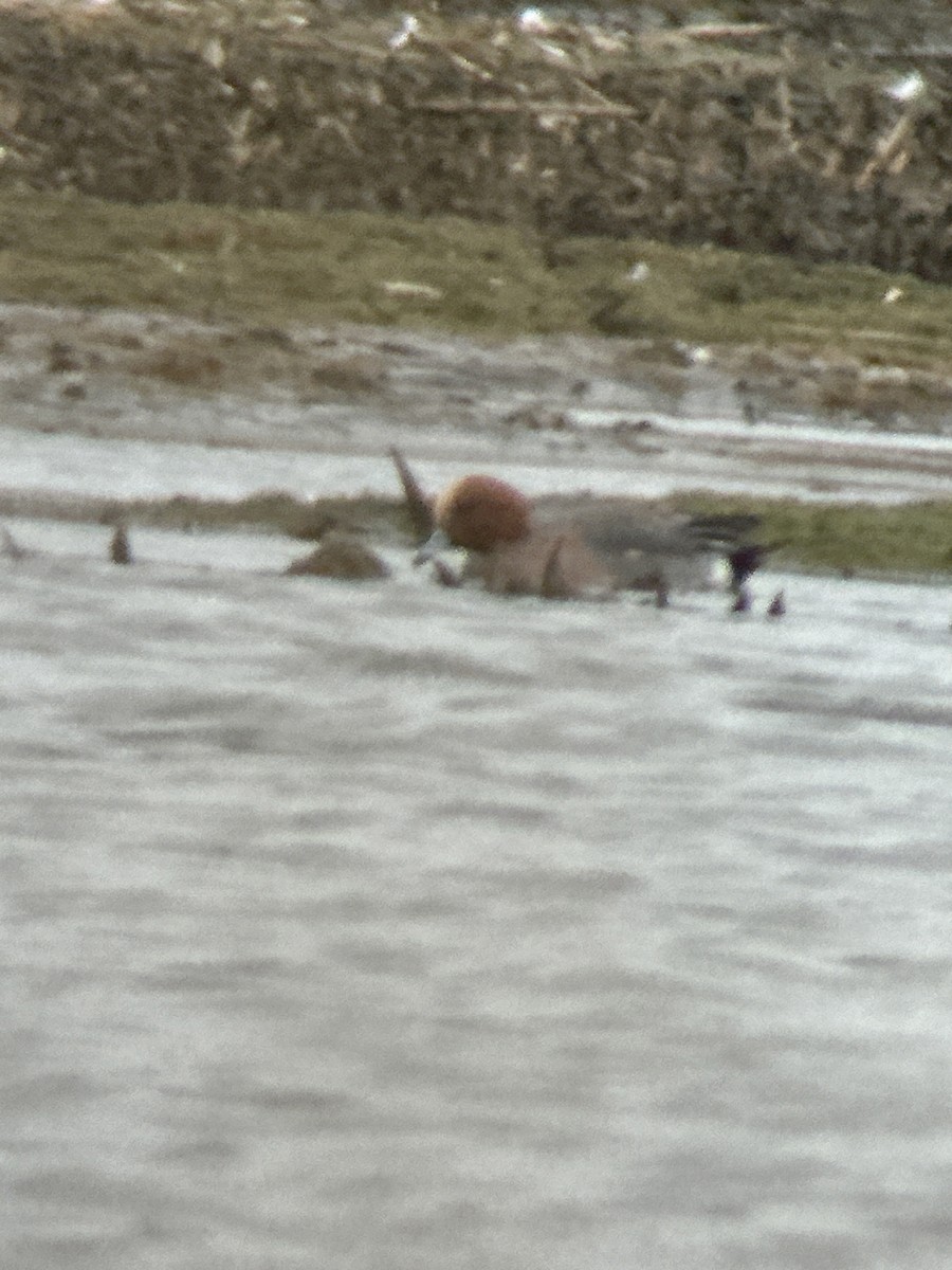 Eurasian Wigeon - Robert Mead