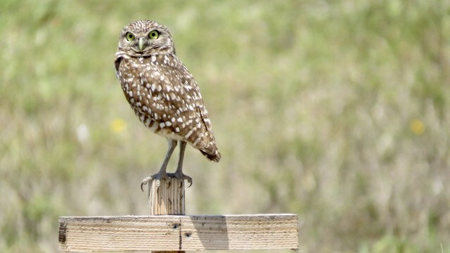 Burrowing Owl - Ann Griffin