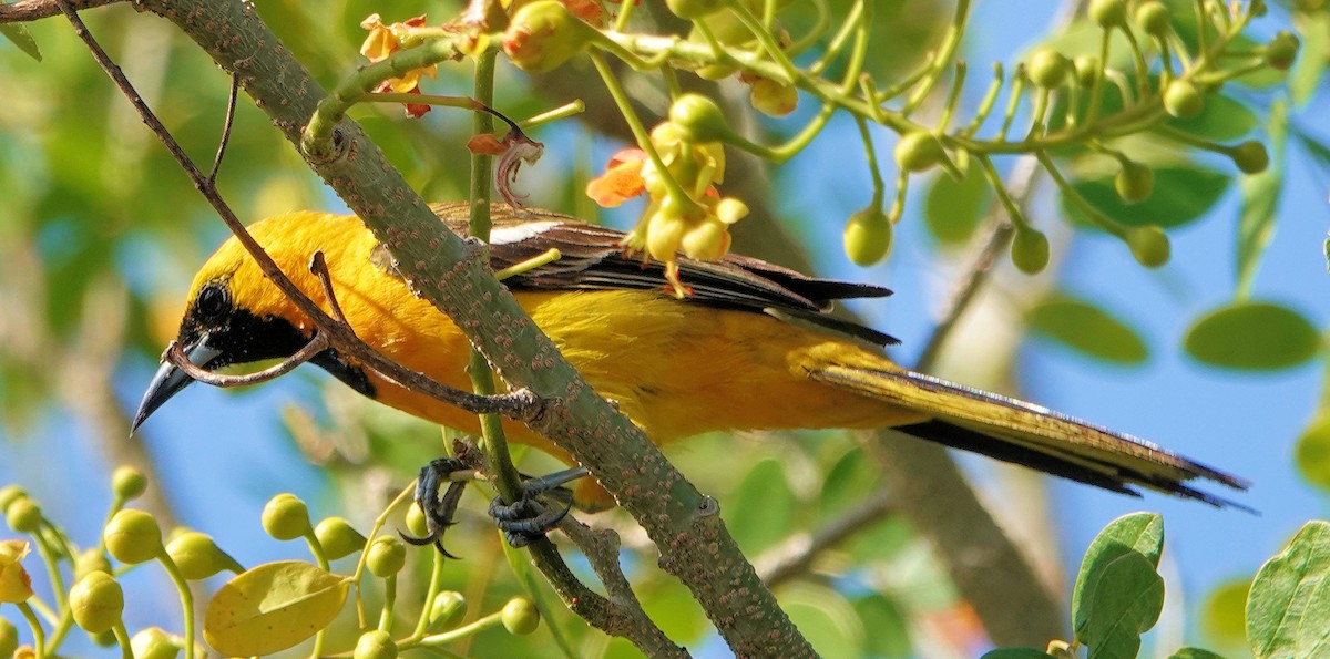 Orange Oriole - ML615838063