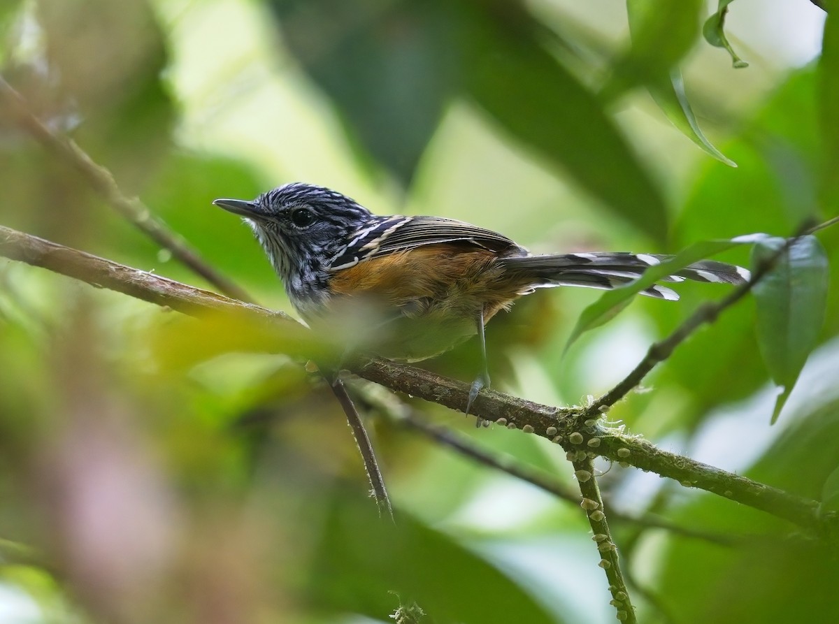 Streak-headed Antbird - ML615838089