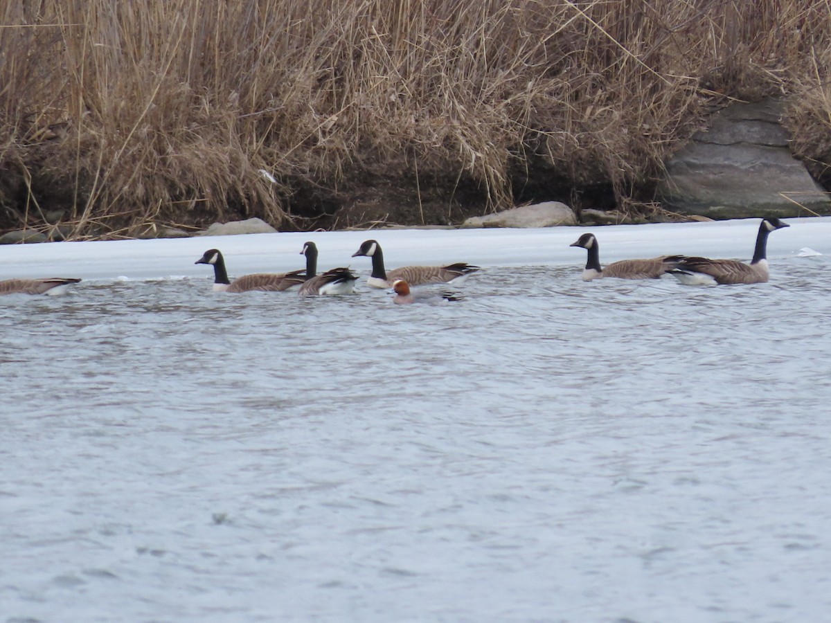 Eurasian Wigeon - ML615838101