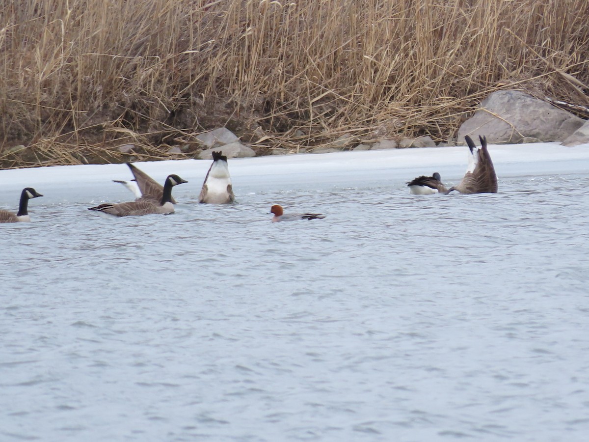 Eurasian Wigeon - Tania Mohacsi