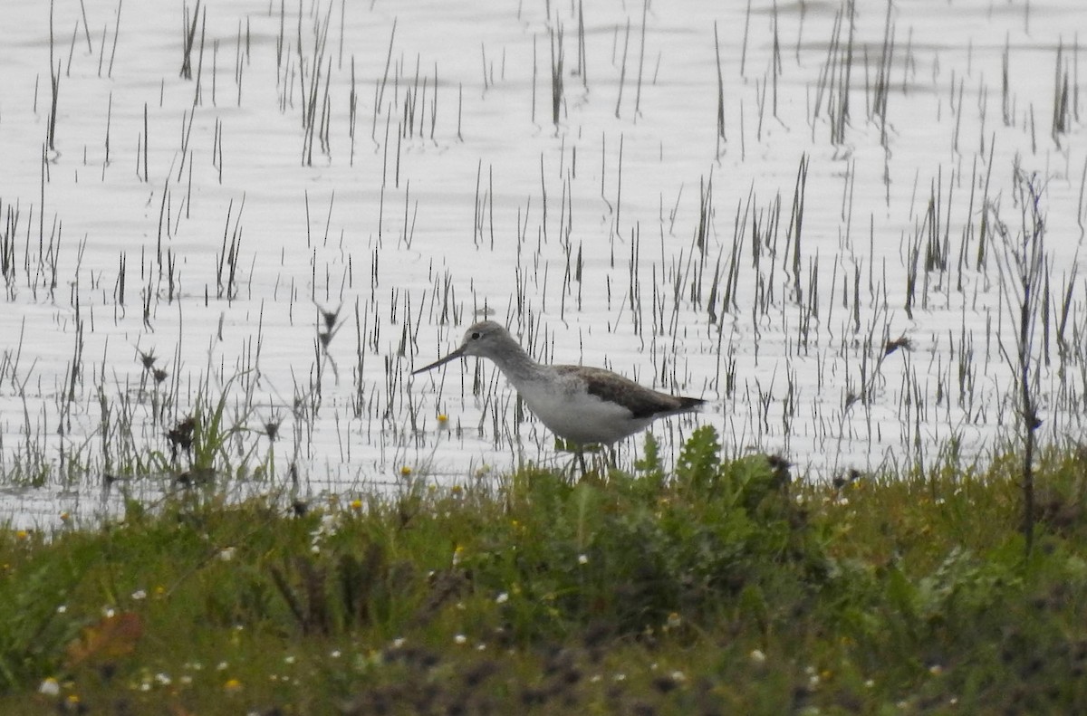 Common Greenshank - ML615838124