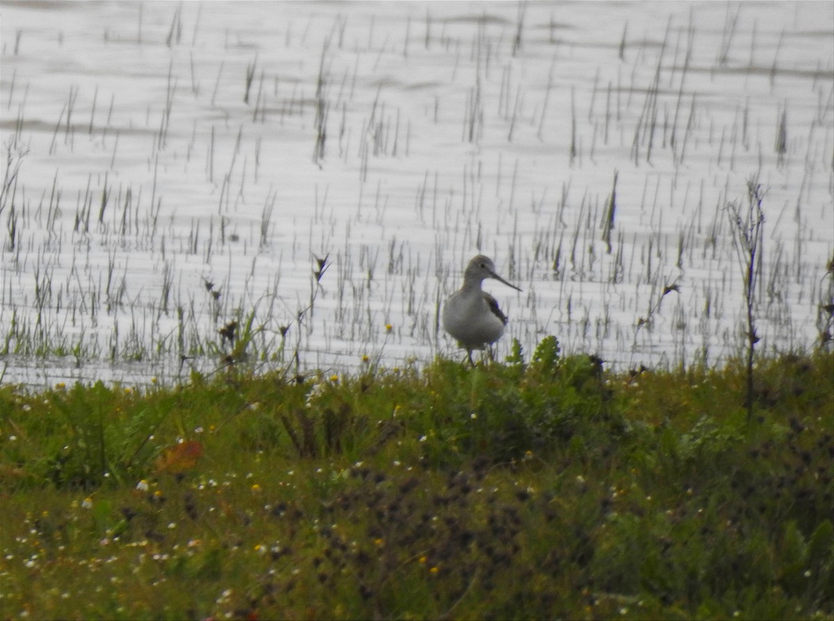 Common Greenshank - ML615838125