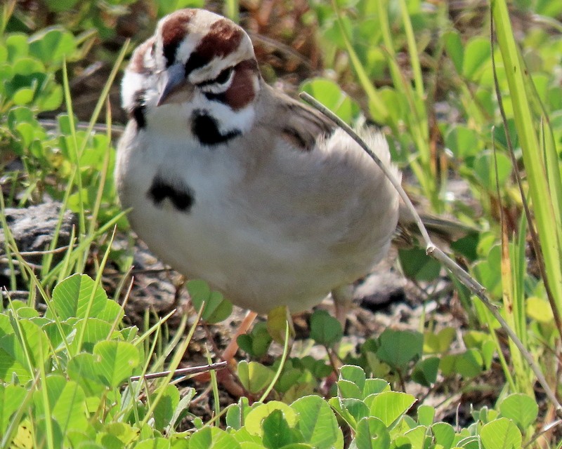 Lark Sparrow - greg slak