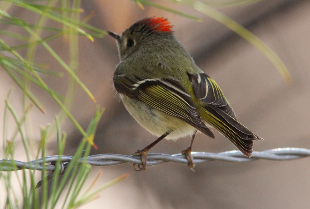 Ruby-crowned Kinglet - ML615838167