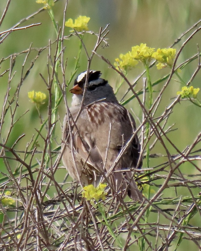 White-crowned Sparrow - greg slak
