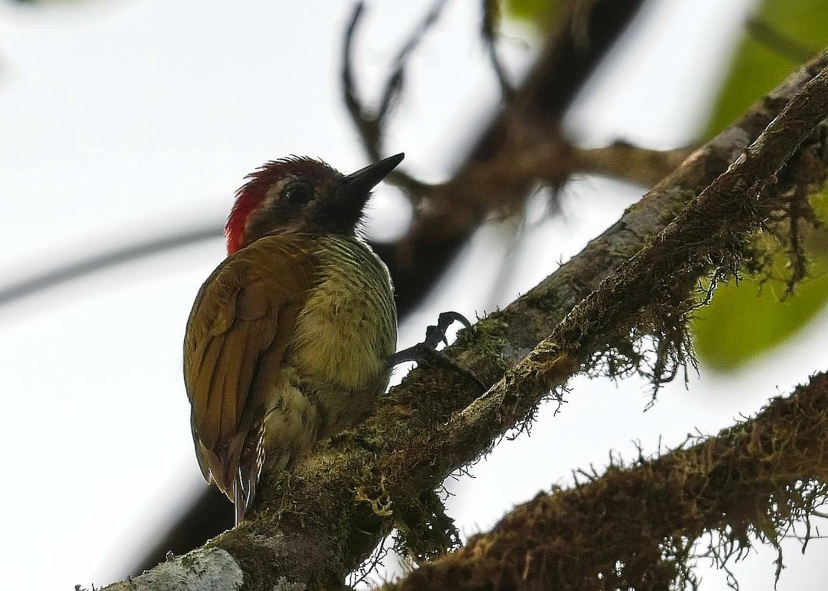 Yellow-vented Woodpecker - Simon Carter