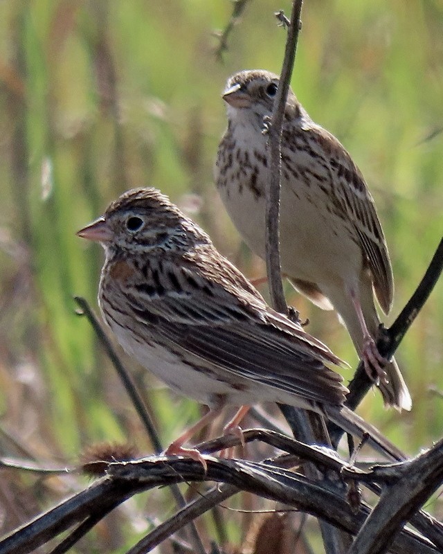 Vesper Sparrow - greg slak
