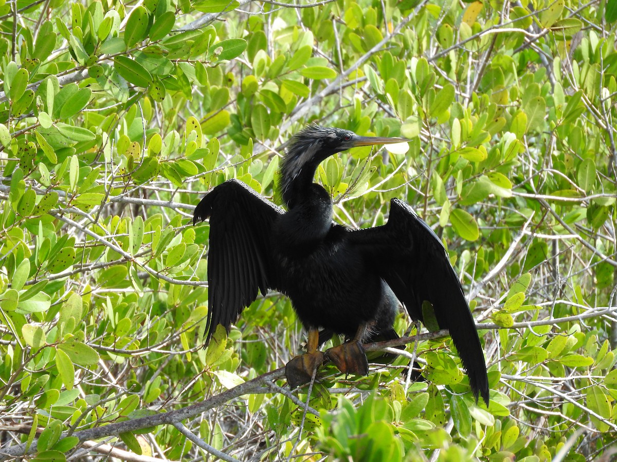 Anhinga - ML615838257