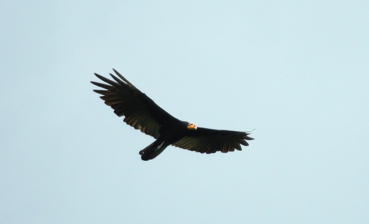 Greater Yellow-headed Vulture - ML615838364