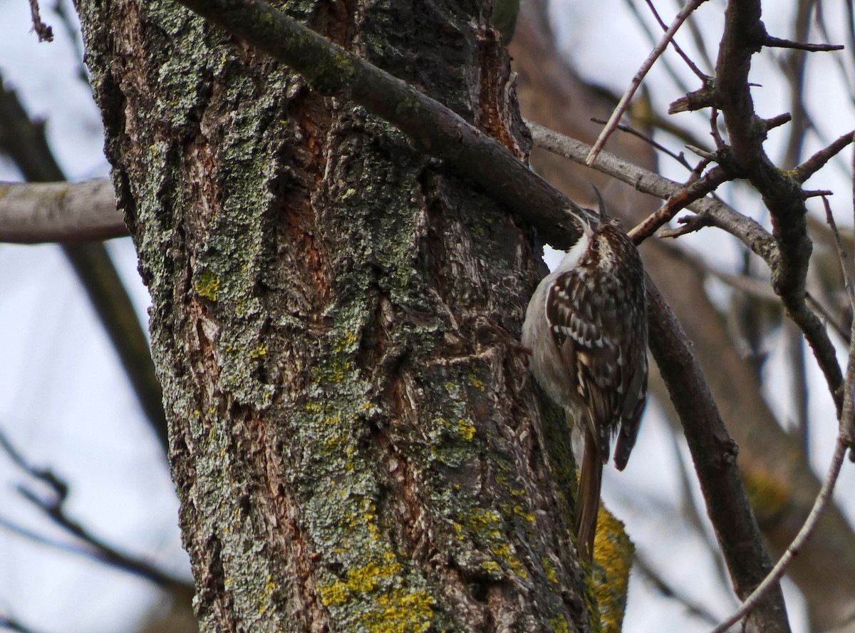 Short-toed Treecreeper - Francisco Javier Calvo lesmes