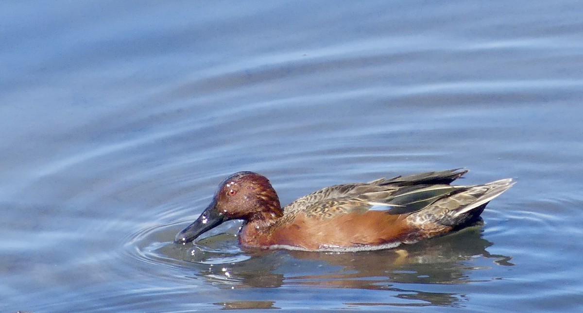 Cinnamon Teal - ML615838429