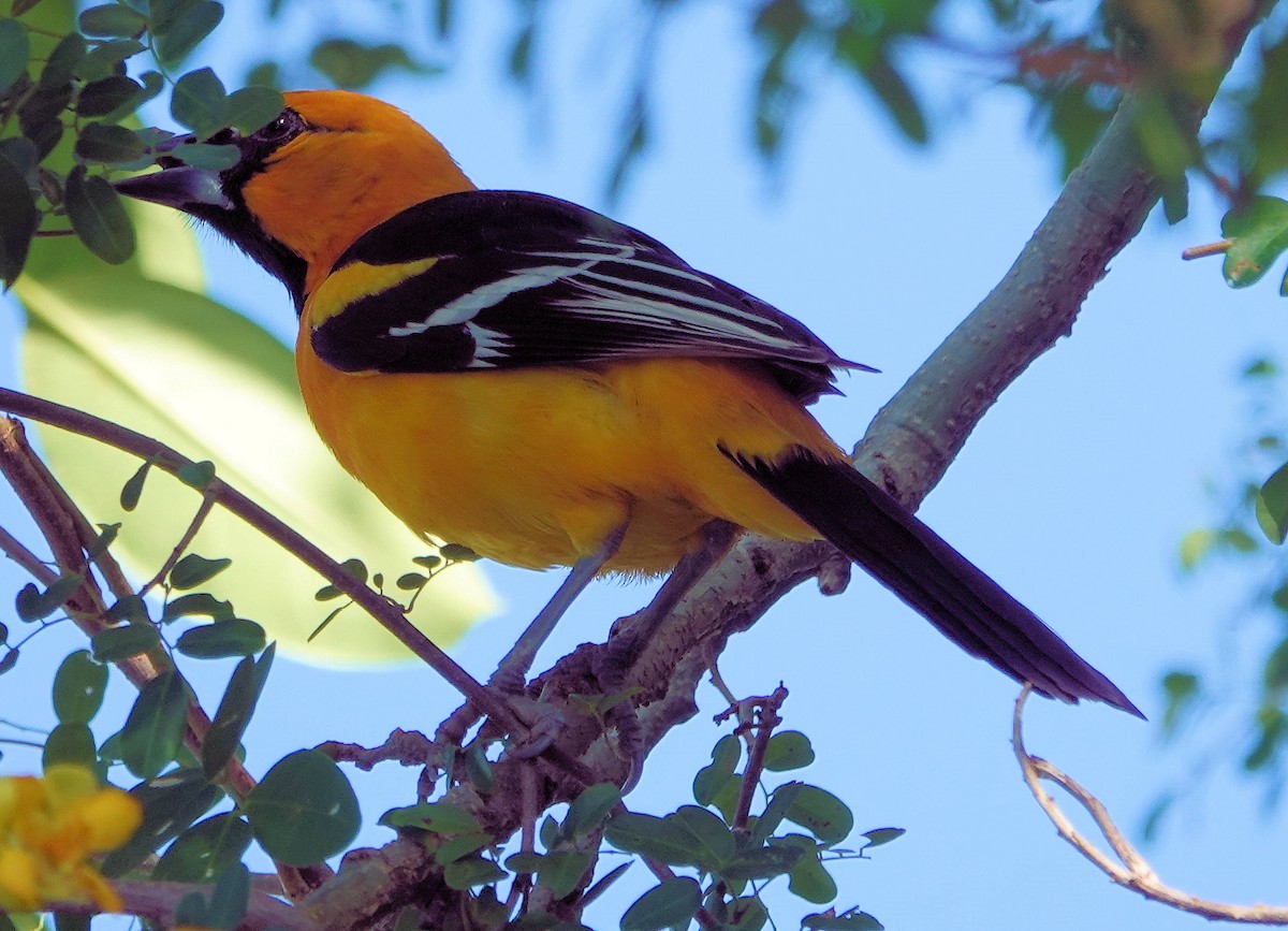 Altamira Oriole - ML615838522