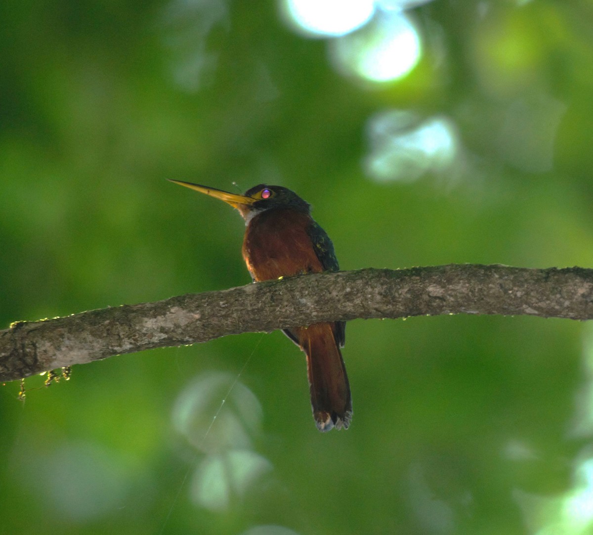 Yellow-billed Jacamar - Doug Faulkner