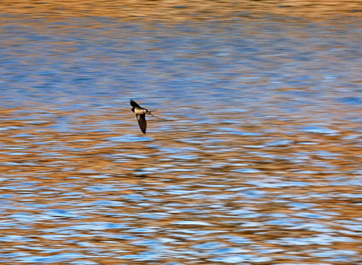 Barn Swallow - Francisco Javier Calvo lesmes