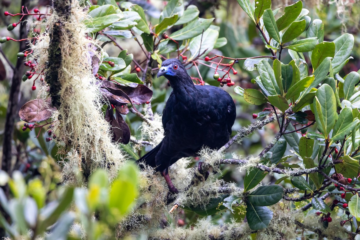 Schwarzguan - ML615838576