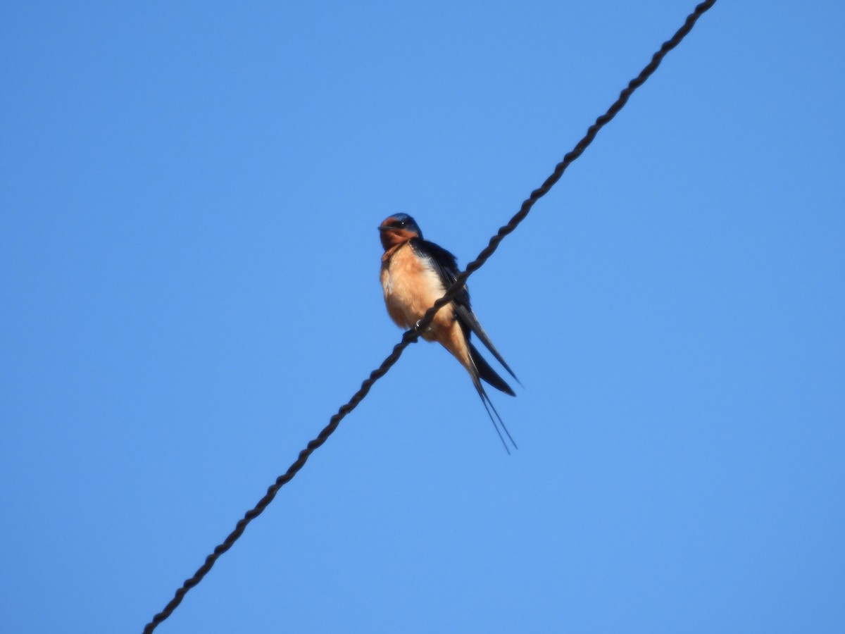 Barn Swallow - ML615838602