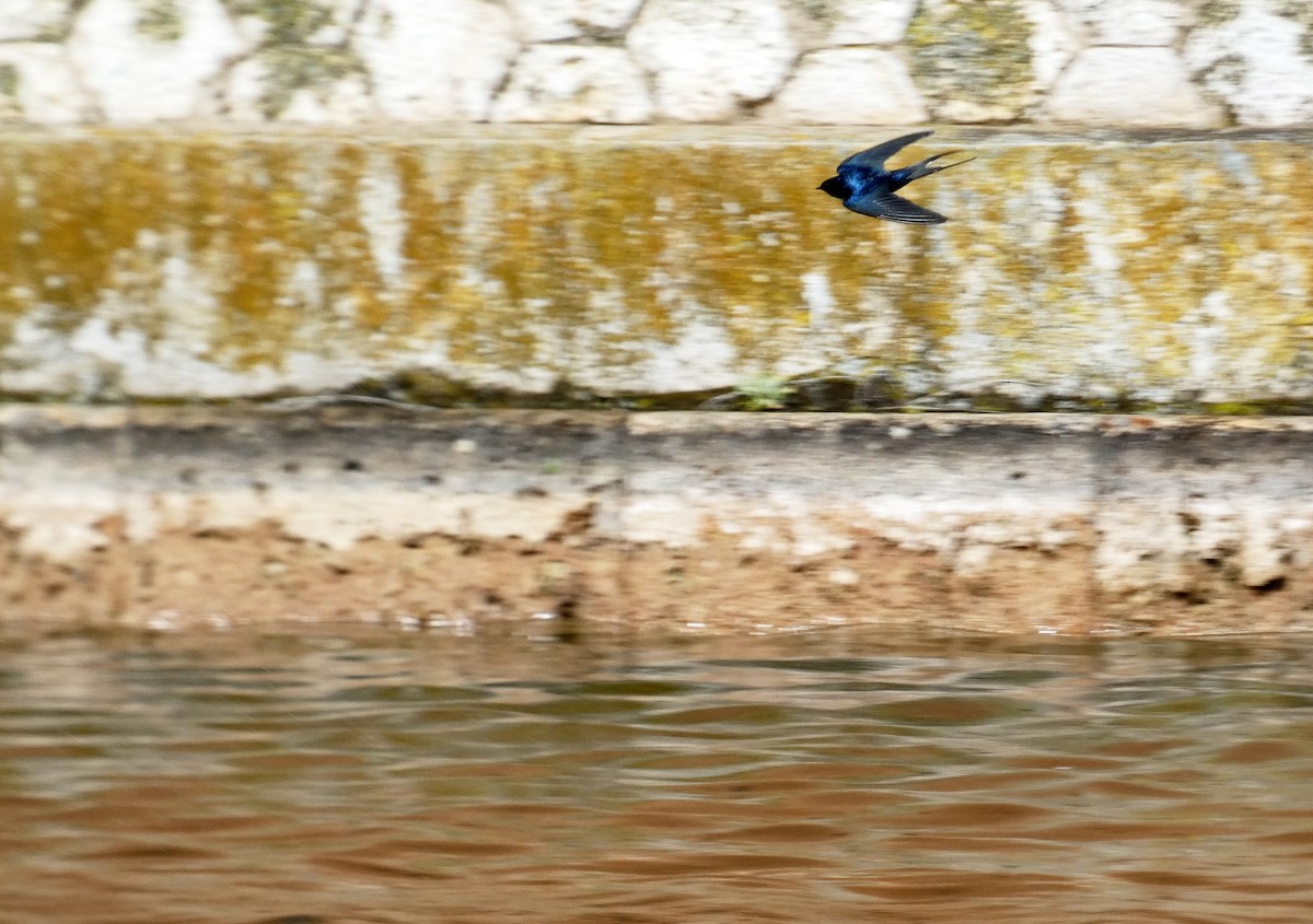 Barn Swallow - Francisco Javier Calvo lesmes