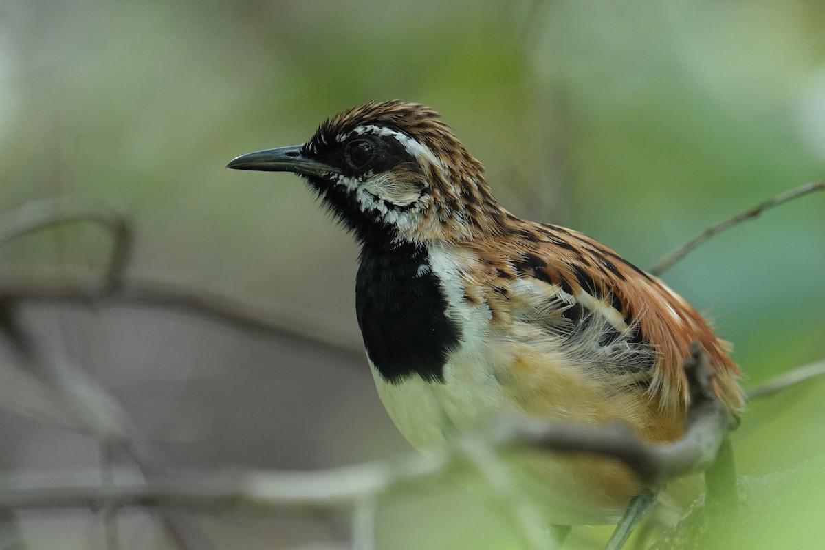 Stripe-backed Antbird - ML615838709