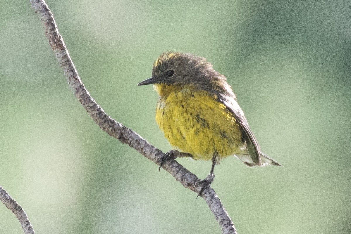 Magnolia x Yellow-rumped Warbler (hybrid) - ML615838711