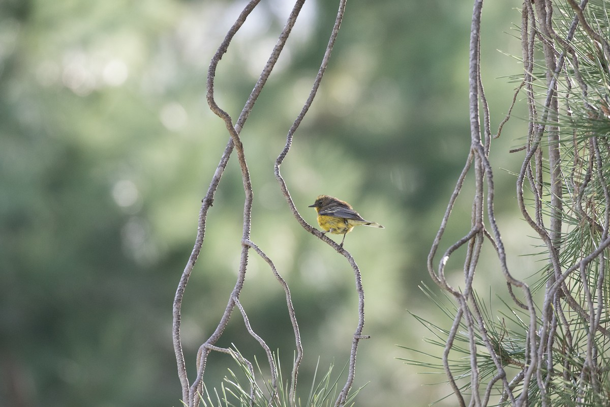 Hybride Paruline à tête cendrée x P. à croupion jaune - ML615838712