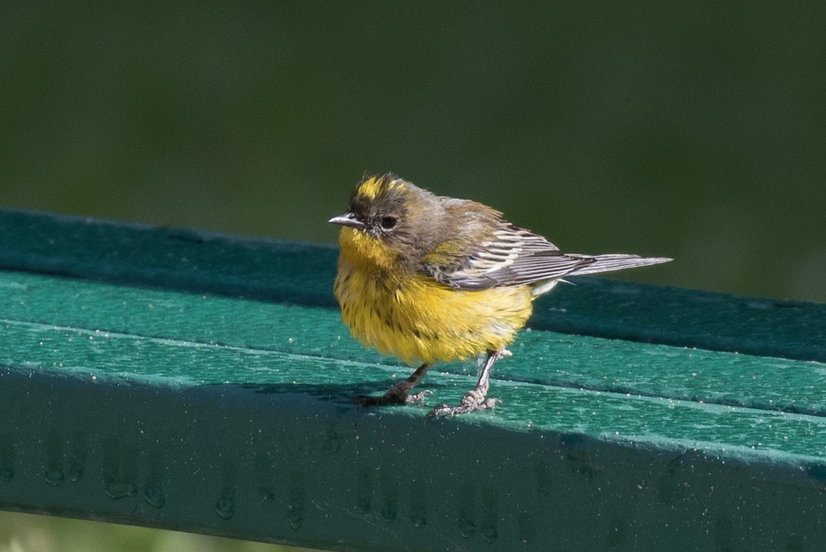 Magnolia x Yellow-rumped Warbler (hybrid) - ML615838713