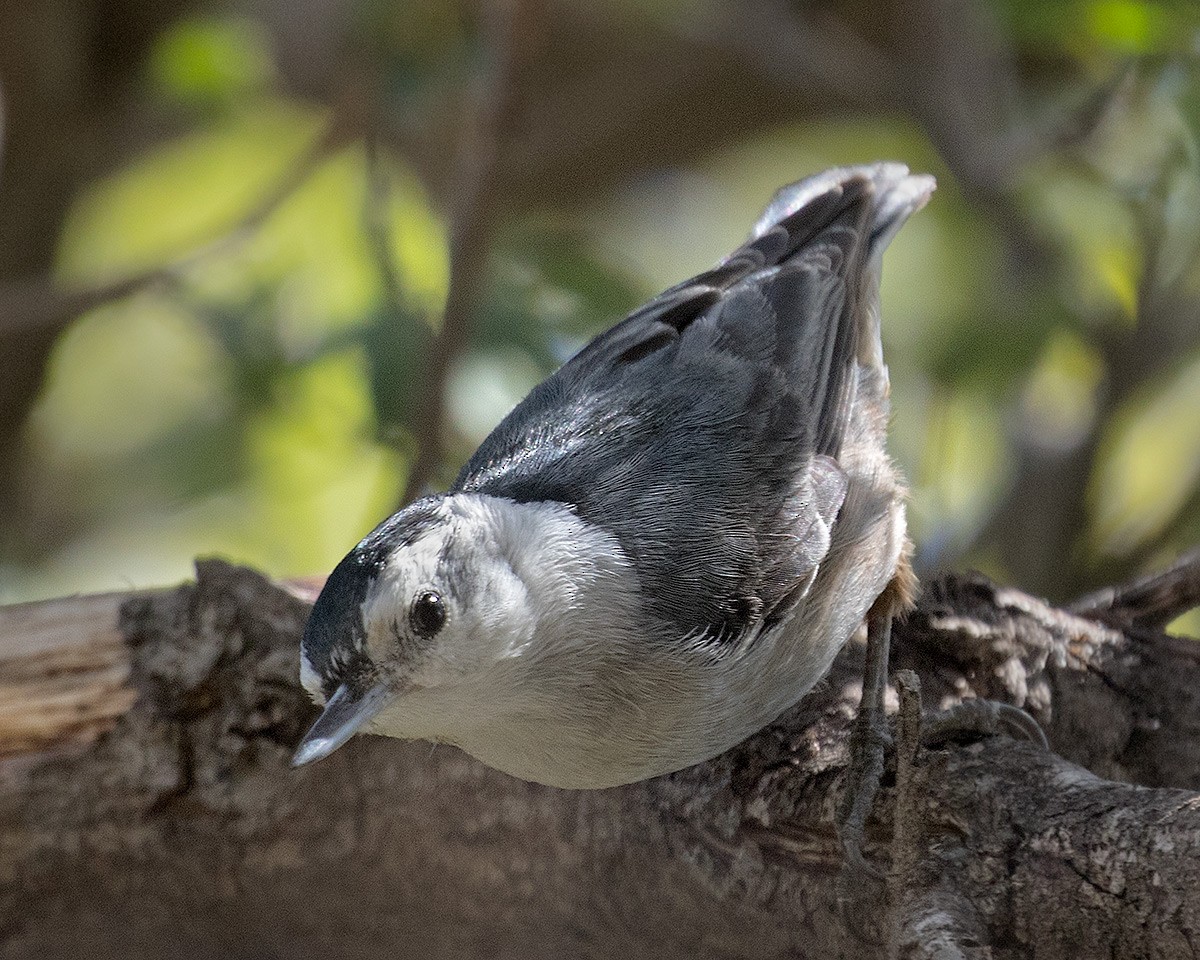 White-breasted Nuthatch - Doug Backlund