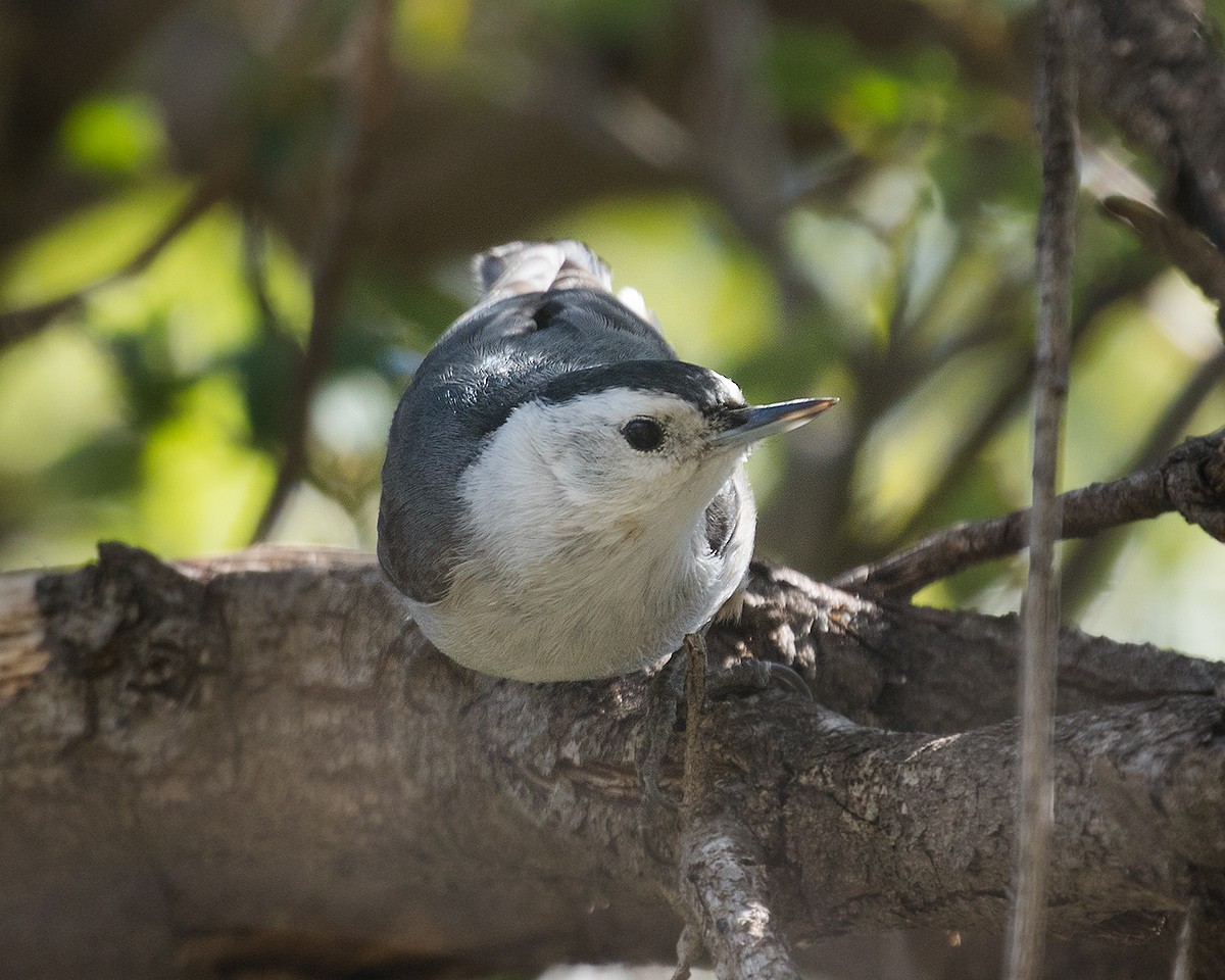 White-breasted Nuthatch - Doug Backlund