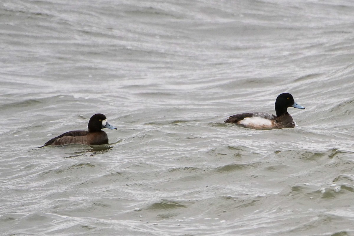 Greater Scaup - ML615838760