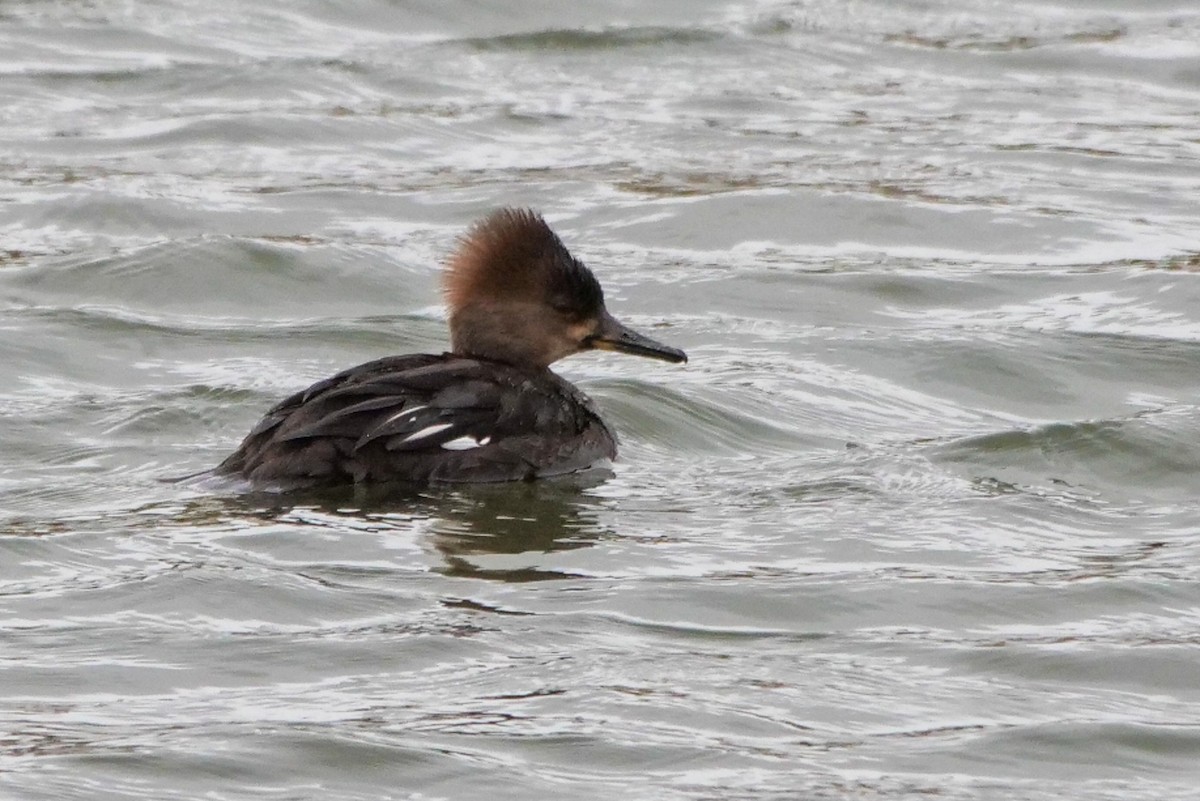 Hooded Merganser - ML615838762