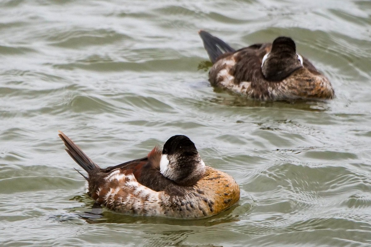 Ruddy Duck - ML615838769