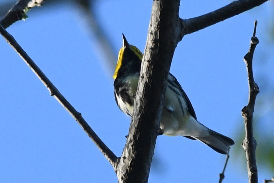 Black-throated Green Warbler - Kiah R. Jasper