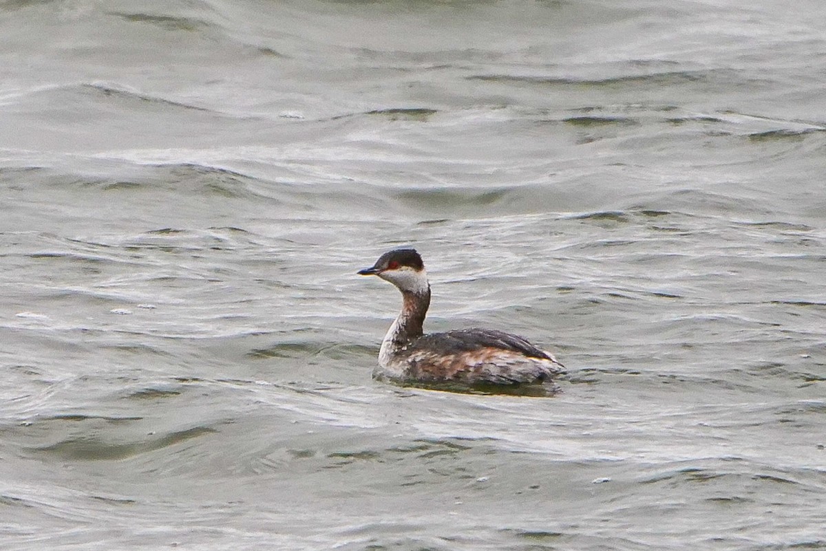 Horned Grebe - ML615838776