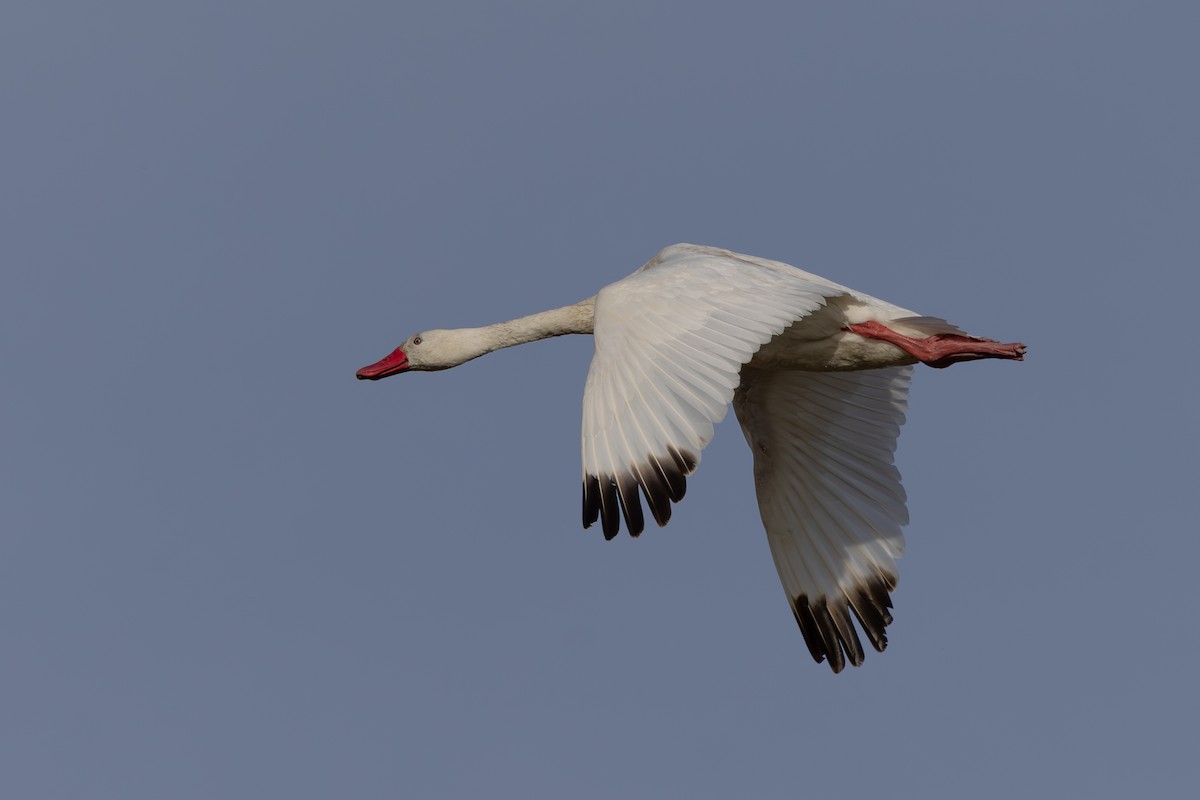 Coscoroba Swan - ML615838780