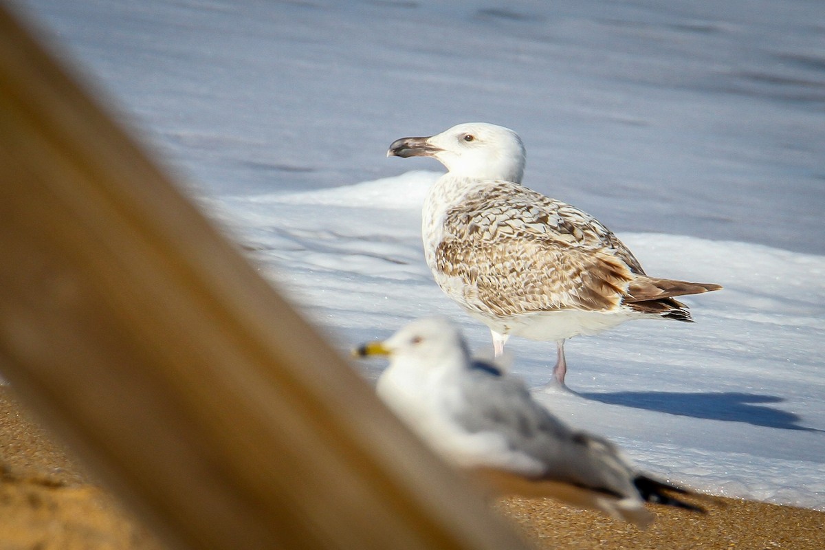 Great Black-backed Gull - ML615838784