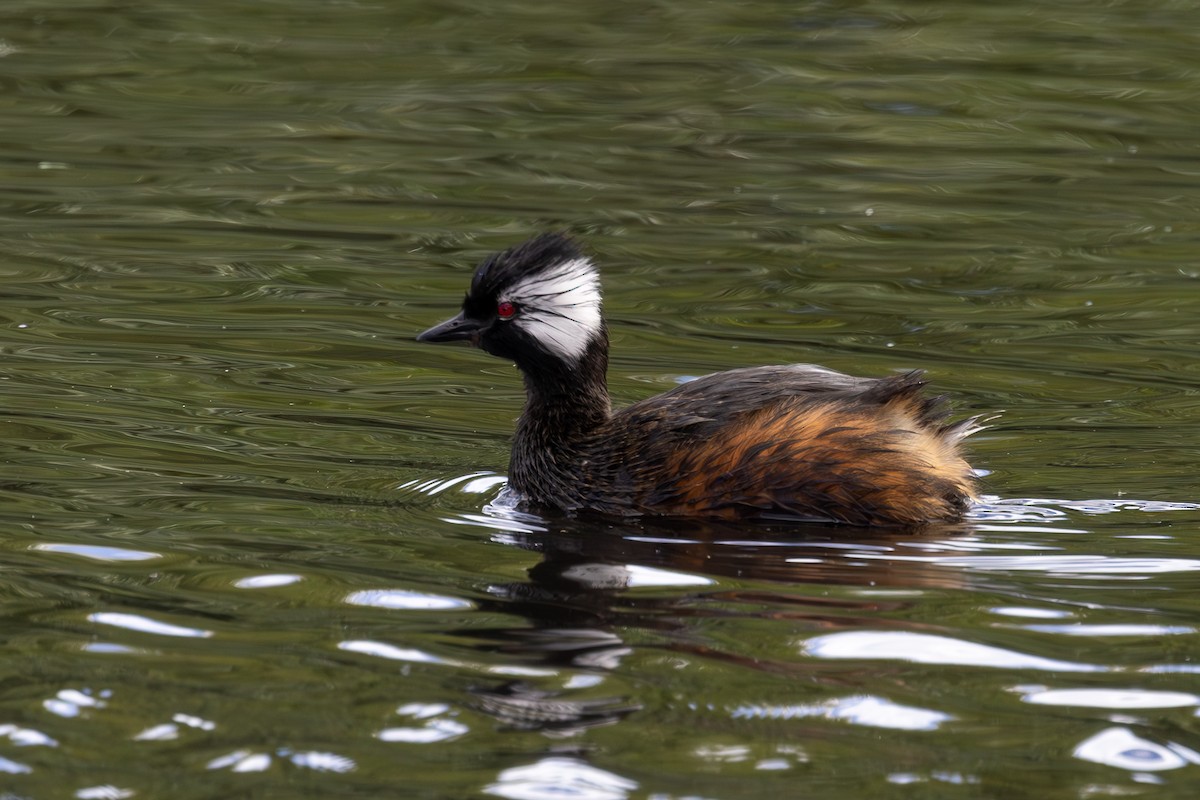 White-tufted Grebe - ML615838785