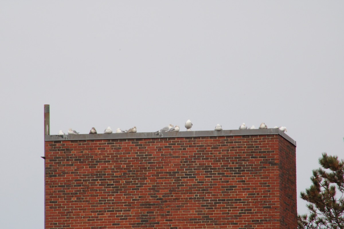 Herring Gull - ML615838803