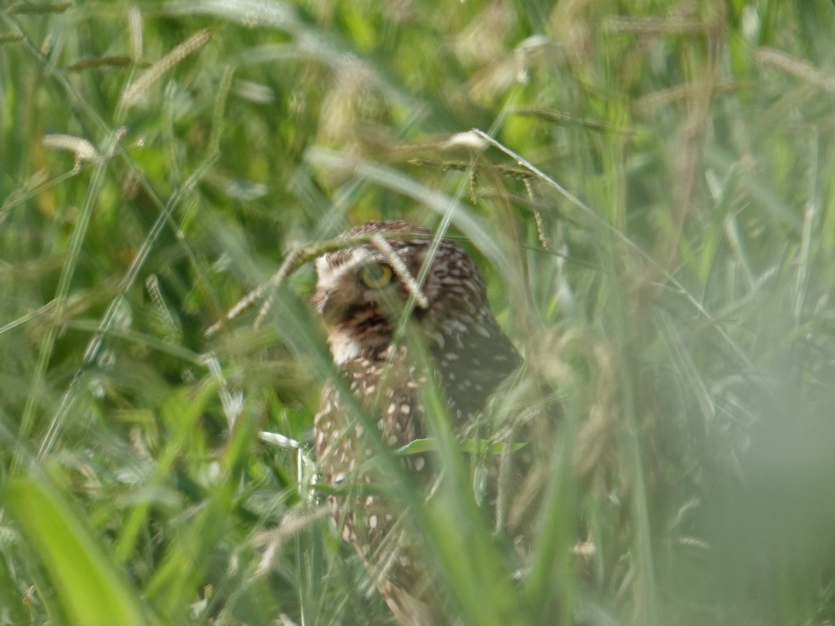 Burrowing Owl (grallaria) - ML615838806