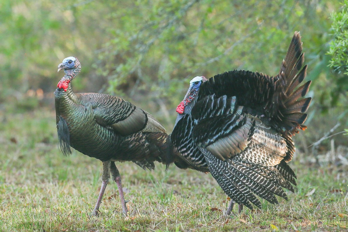 Wild Turkey - ML615838812