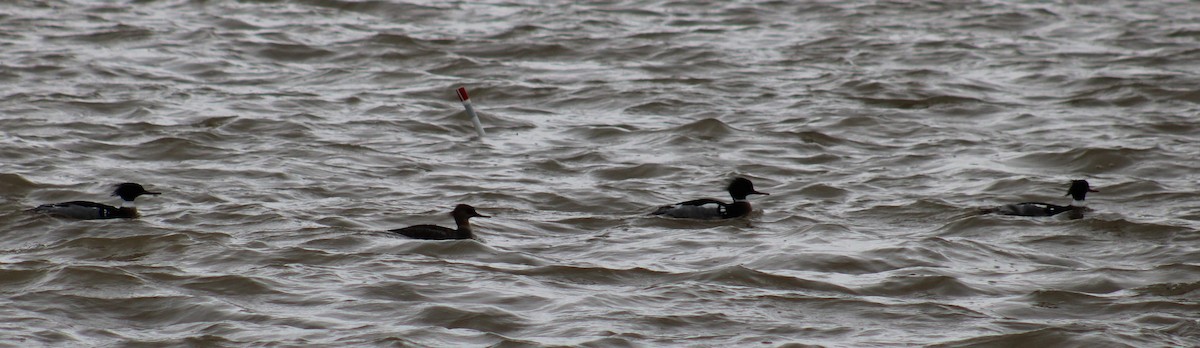 Red-breasted Merganser - ML615838818