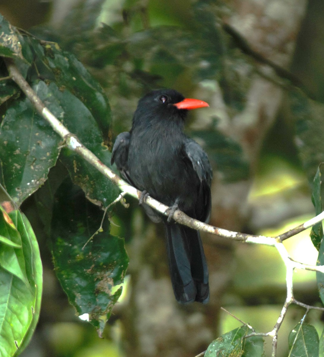 Black-fronted Nunbird - ML615838827