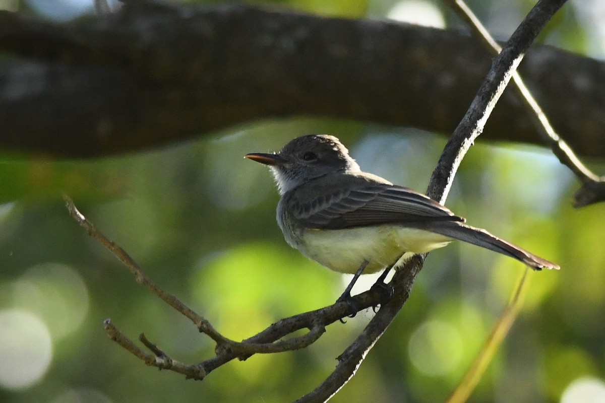 Panama Flycatcher - ML615838847