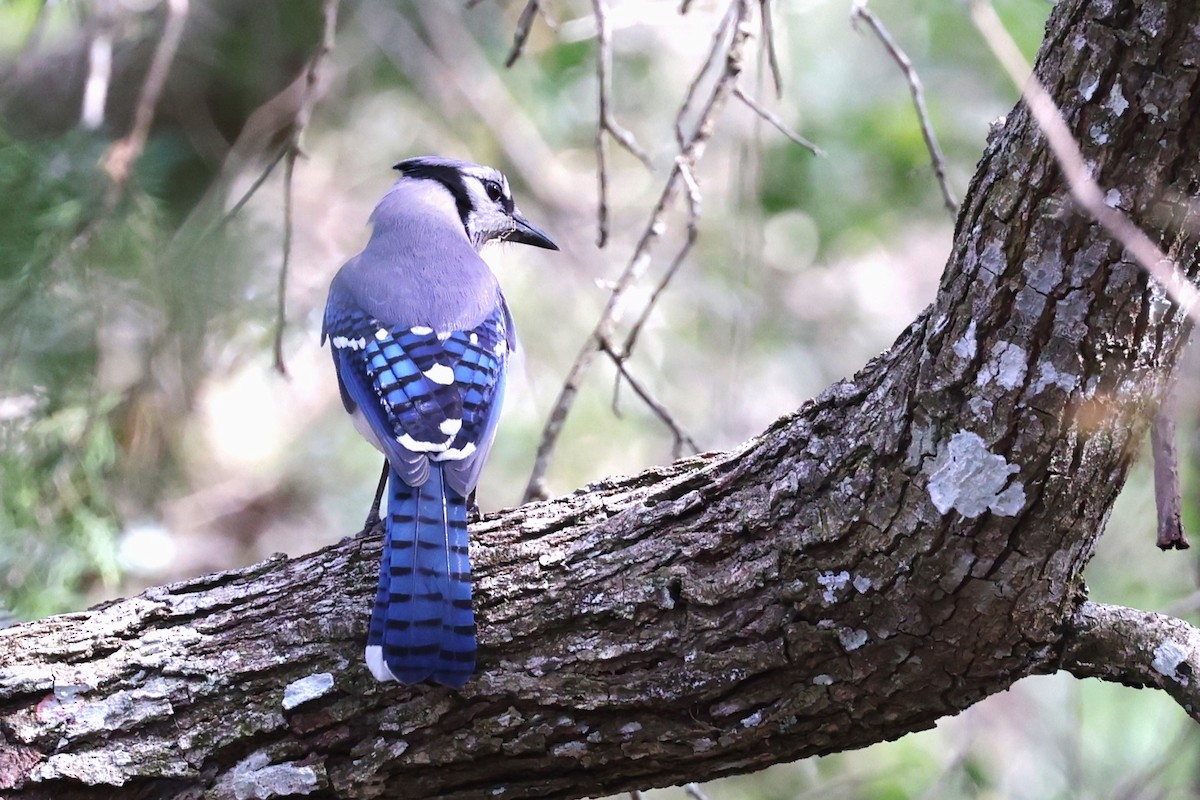 Blue Jay - ML615838849