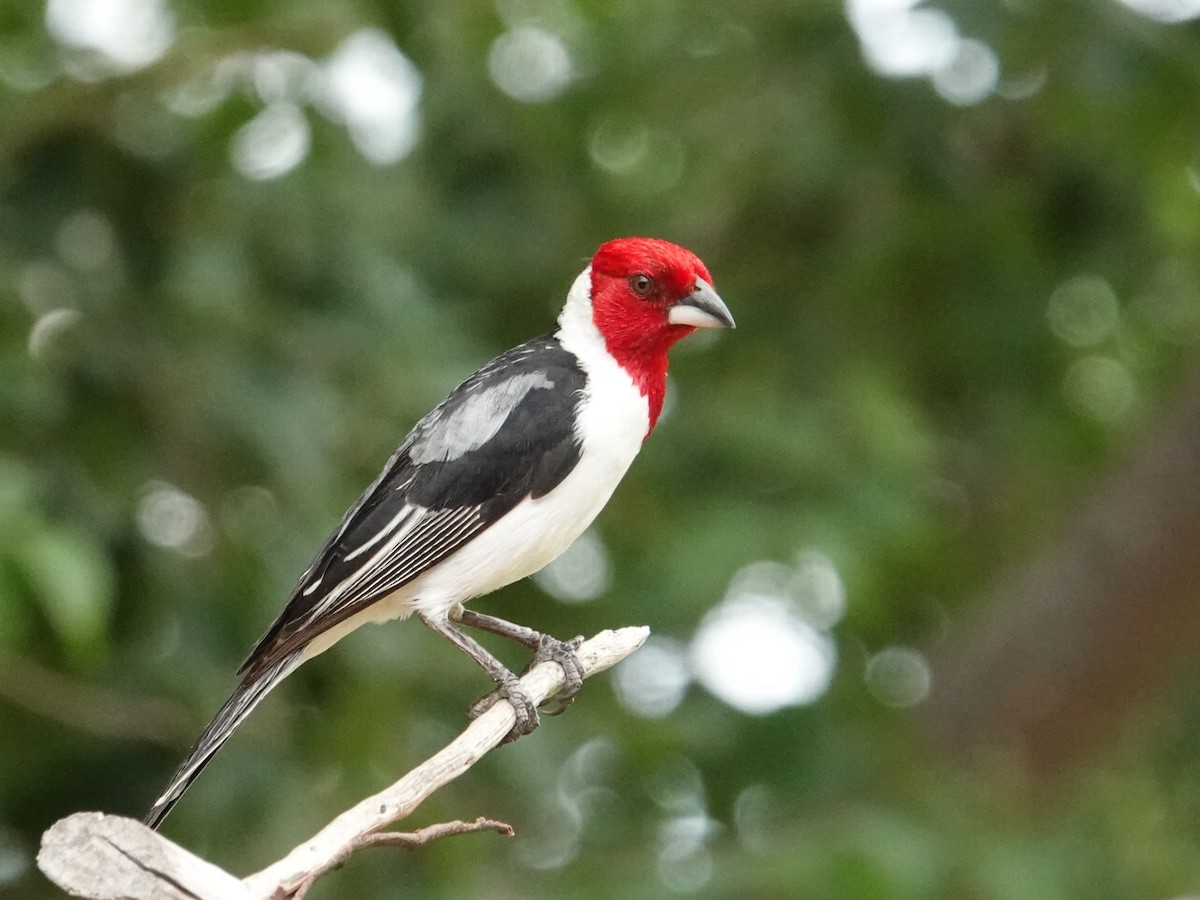 Red-cowled Cardinal - ML615838858