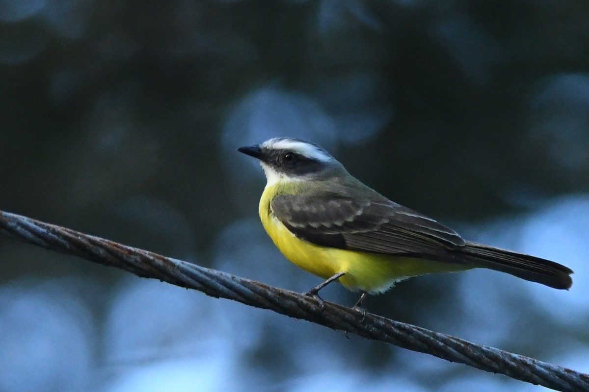 Social Flycatcher - ML615838866