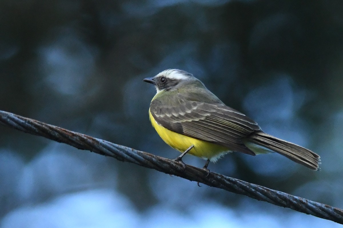 Social Flycatcher - Kiah R. Jasper