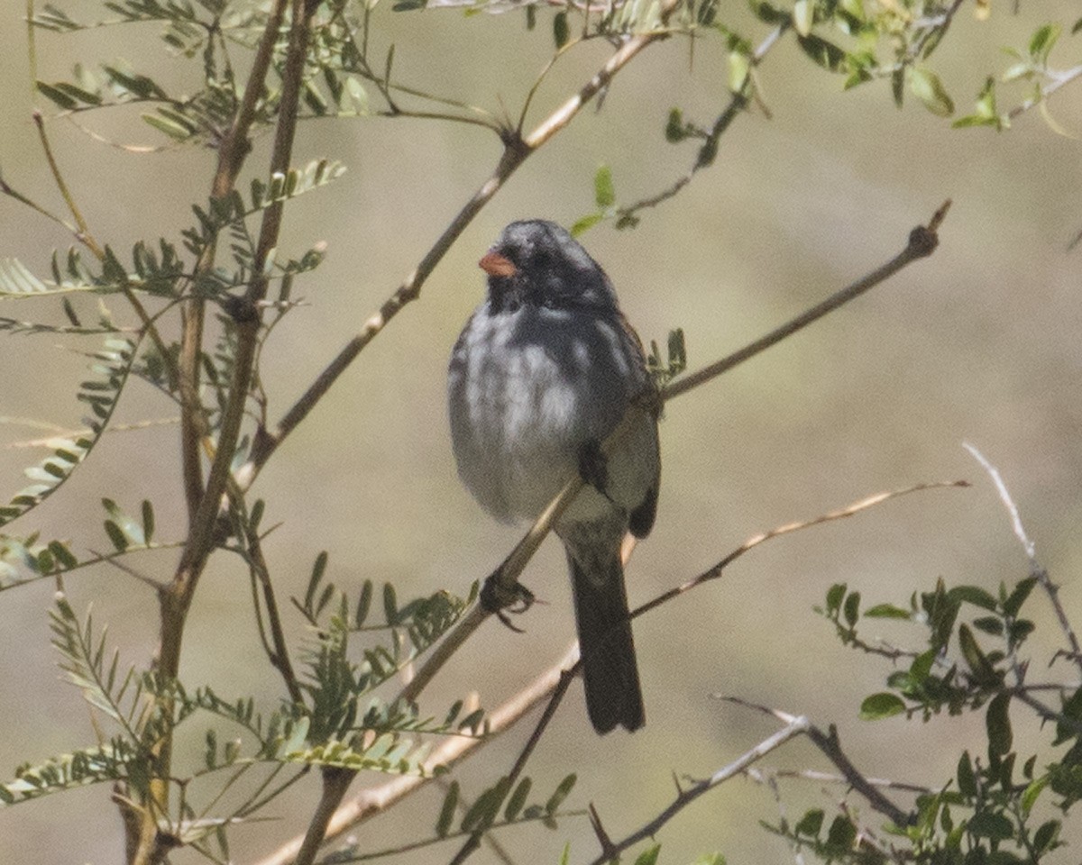 Black-chinned Sparrow - Doug Backlund