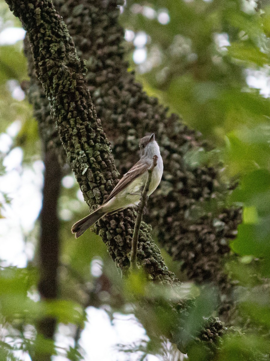 Brown-crested Flycatcher - Júlia d'Oliveira