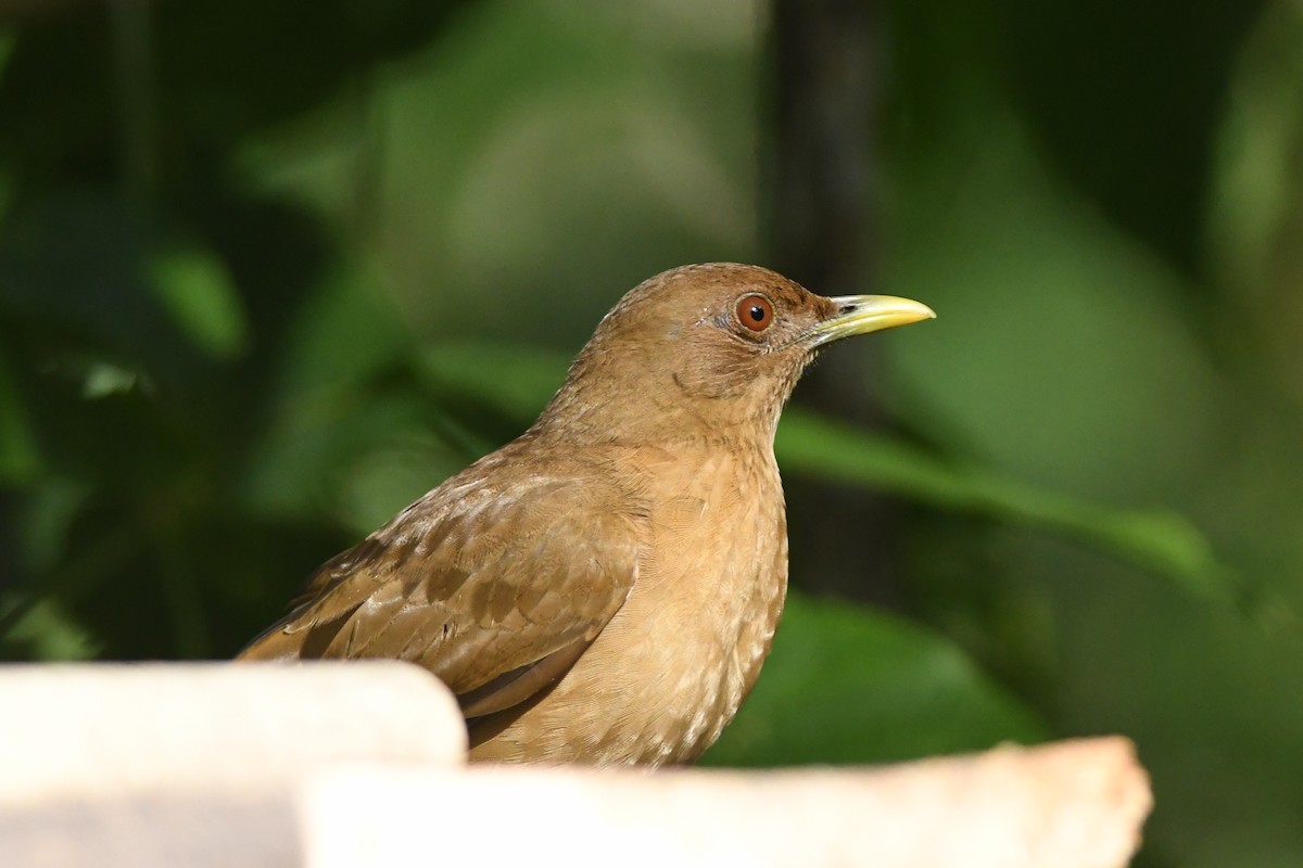 Clay-colored Thrush - Kiah R. Jasper